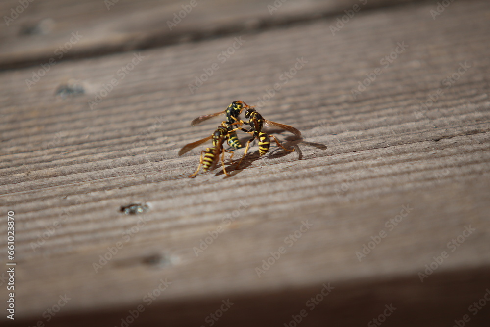 Obraz premium Wespe 4