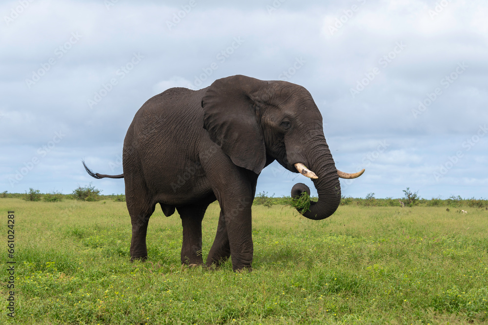 Fototapeta premium Éléphant d'Afrique, Loxodonta africana, Parc national Kruger, Afrique du Sud