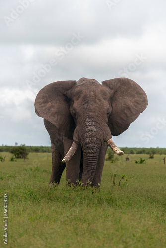   l  phant d Afrique  Loxodonta africana  Parc national Kruger  Afrique du Sud