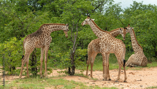 Girafe du Cap  Girafe d Afrique du Sud  Giraffa camelopardalis giraffa  giraffa giraffa giraffa  Parc national Kruger  Afrique du Sud