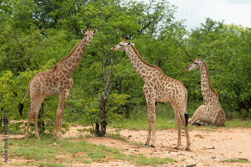 Fototapeta Naklejka Na Ścianę i Meble -  Girafe du Cap, Girafe d'Afrique du Sud, Giraffa camelopardalis giraffa, giraffa giraffa giraffa, Parc national Kruger, Afrique du Sud
