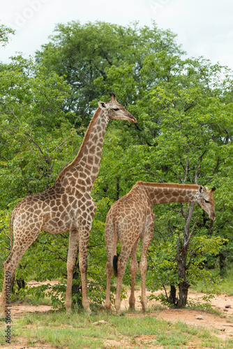 Girafe du Cap  Girafe d Afrique du Sud  Giraffa camelopardalis giraffa  giraffa giraffa giraffa  Parc national Kruger  Afrique du Sud