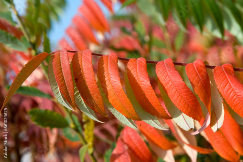 Foto Rhus typhina, Sumac de Virginie