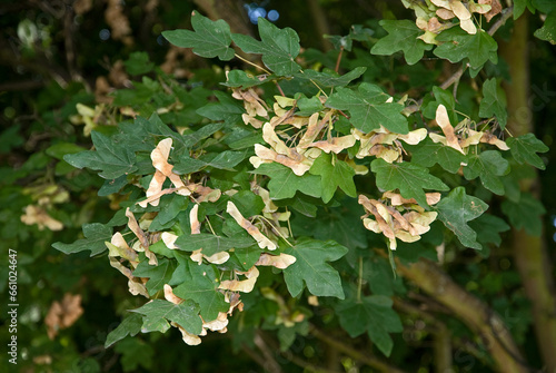 Acer campestre, Erable champêtre