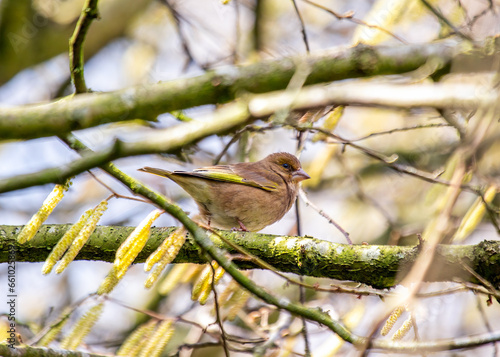 Greenfinch (Chloris chloris) - Dublin, Ireland