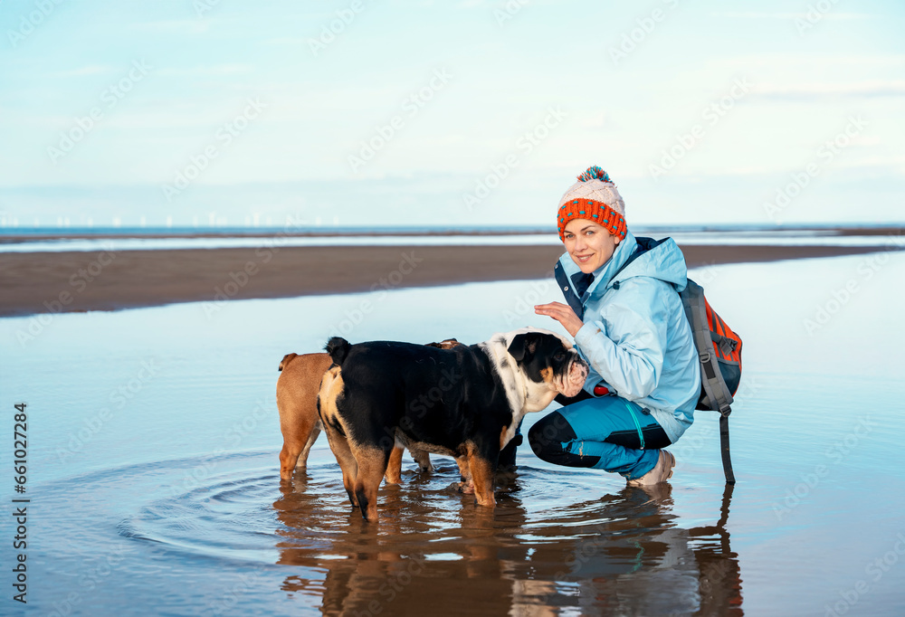 happy woman with English bulldogs going for a walk in Wales seaside on Autumn day. Dog training. don't jump in the pouddle. Happy time and travel with friends, dogs, family. Lifestyle concept
