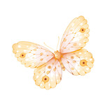 watercolor butterfly png transparent background.
