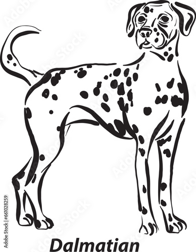black and white dogs Dalmatian Longhair breed design line art most popular brush stroke freehand draw vector illustration