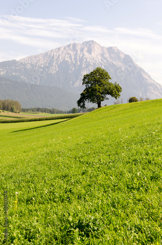 Das Mieminger Plateau imn Tirol mit der Hohen Munde im Hintergrund. Einzelner Baum auf Wiese
