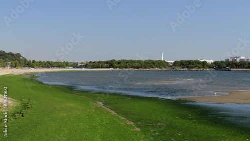 A view of a beach covered with green seaweed.