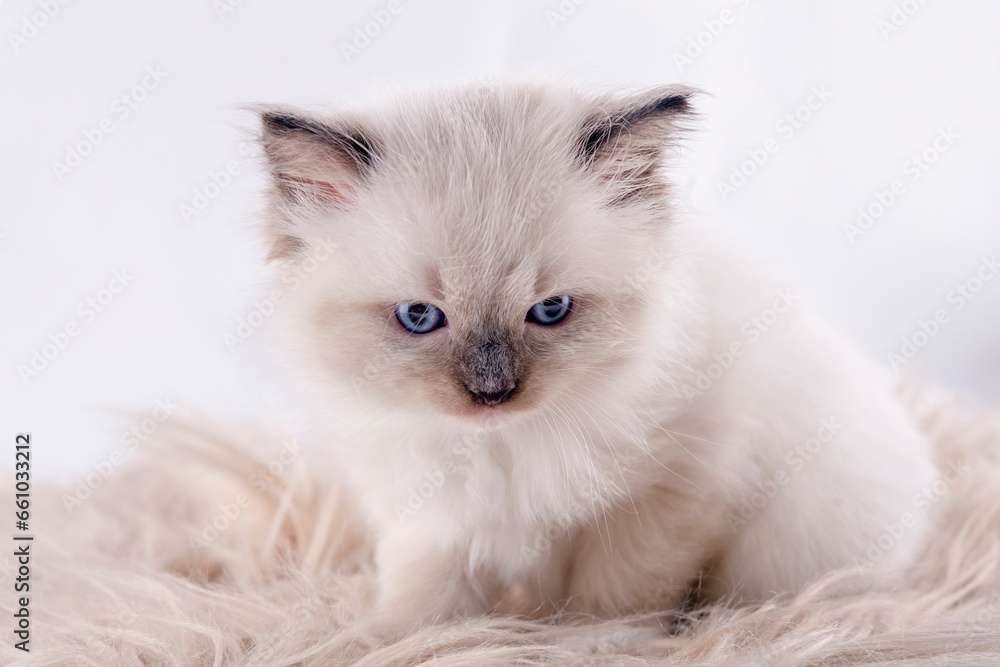 little ragdoll kitten with blue eyes in purple collar sitting on a white background. Photo for card and calendar