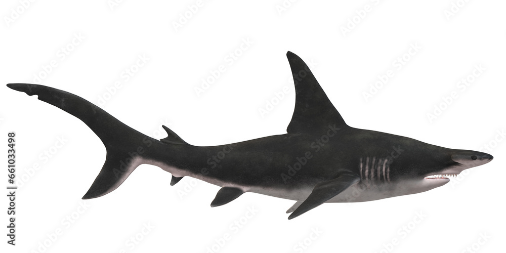 Fototapeta premium Hammerhead shark isolated on a Transparent Background