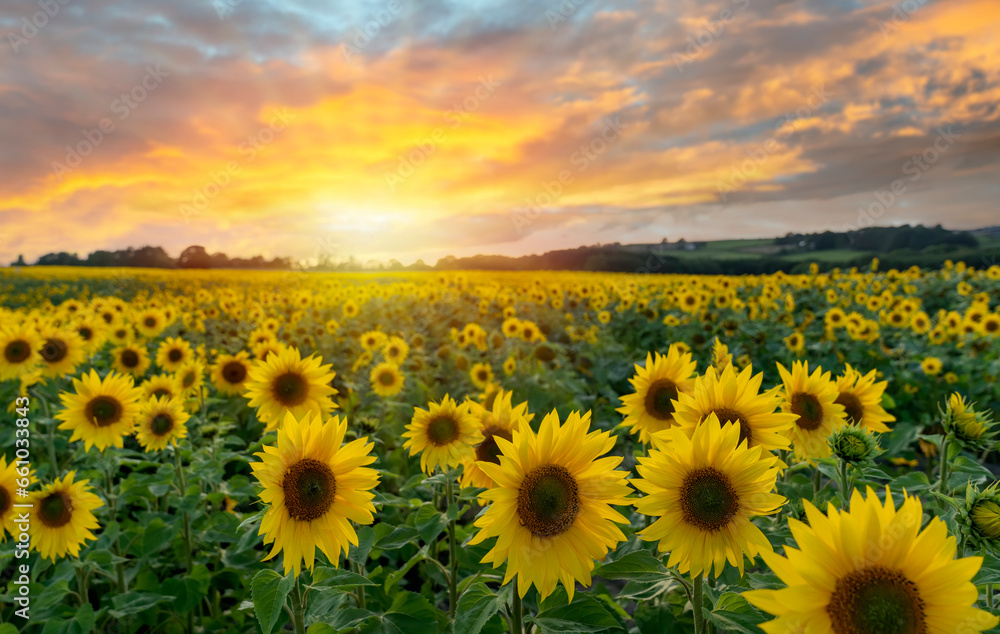 Fototapeta premium Cloudy sky over a sunflower field in Yorkshire at sunset in summer Organic and natural flower background..Category Plants and Flowers