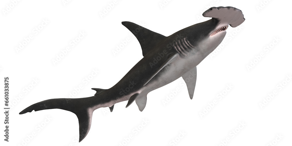 Fototapeta premium Hammerhead shark isolated on a Transparent Background