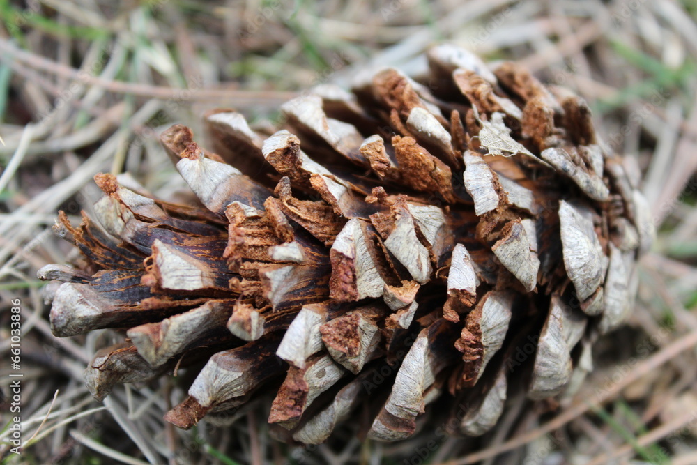 pine cone on the ground pine cone on the ground