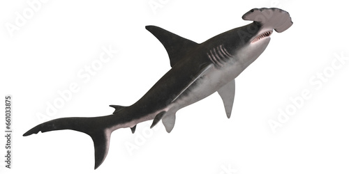 Hammerhead shark isolated on a Transparent Background