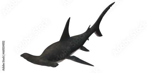 Hammerhead shark isolated on a Transparent Background