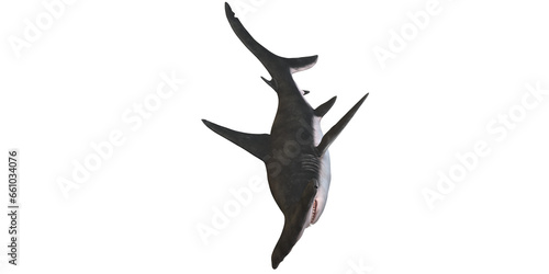 Hammerhead shark isolated on a Transparent Background © clicknow
