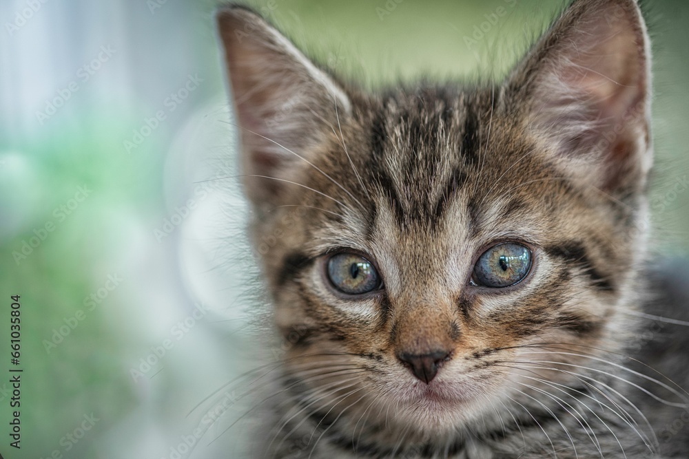 Fototapeta premium Tabby cat sitting on the grass looking directly at the camera