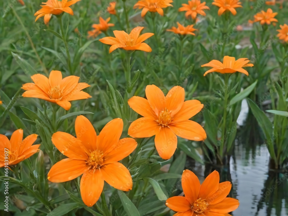 Fototapeta premium Orange Flowers In A Field