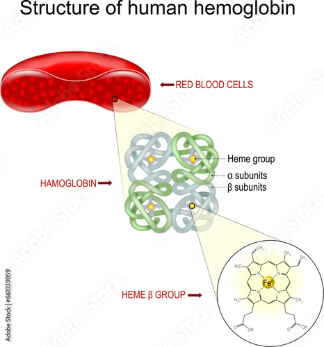Hemoglobin structure.