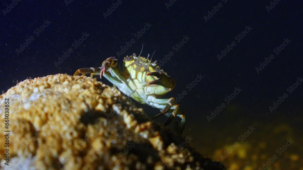 A green shore crab stands on a rock on the dark seabed, Oban, UK. A green shore crab stands on a rock on the dark seabed, Oban, UK.