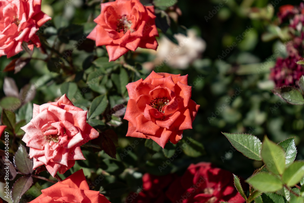 A beautiful sight of multi-colored roses blooming A beautiful sight of multi-colored roses blooming