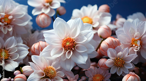 Bouquet of Pink Dahlias in Full Bloom Against a Blue Background,blossom background,blossom in spring,pink and white flowers