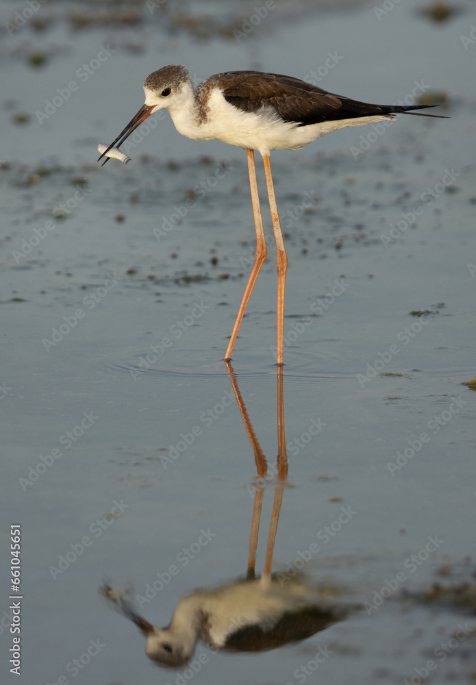 Black-winged Stilt with a fish catch at Arad coast of Bahrain Black-winged Stilt with a fish catch at Arad coast of Bahrain