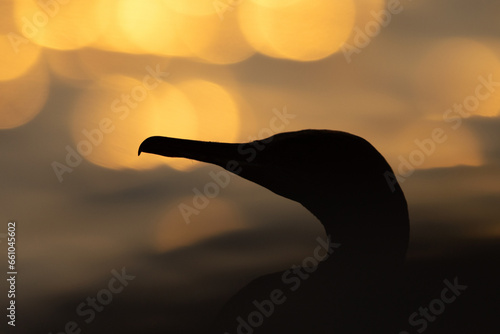 Socotra cormorant and bokeh of light during sunrise, Bahrain