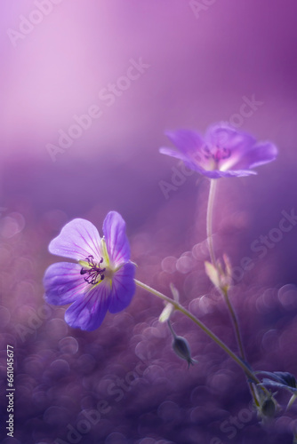 Fioletowe kwiaty  Bodziszek wspania  y  Geranium x magnificum 