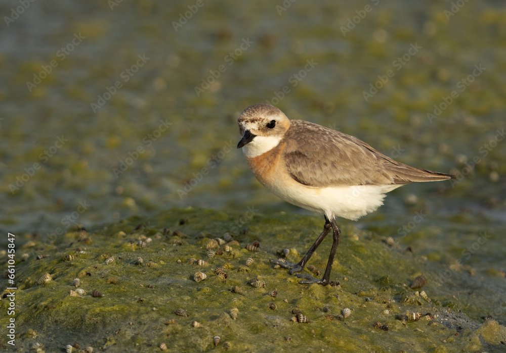 Portrait of a Greater sand plover at Arad coast of Bahrain