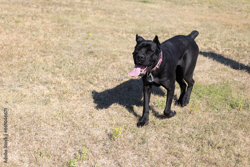 Portrait of an Italian Mastiff Cane Corso. Black and white Italian Mastiff Cane Corso outdoors. Walking training on a level paddock. Large breed of Roman gladiator dogs. The oldest dog breed Portrait of an Italian Mastiff Cane Corso. Black and white Italian Mastiff Cane Corso outdoors. Walking training on a level paddock. Large breed of Roman gladiator dogs. The oldest dog breed