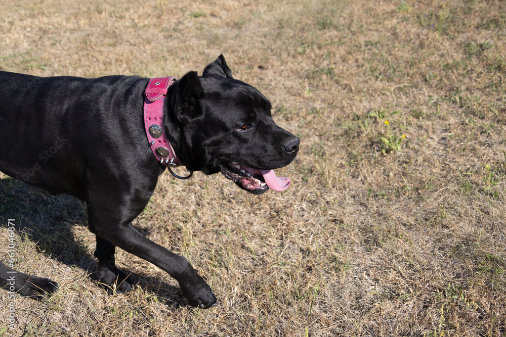 Portrait of an Italian Mastiff Cane Corso. Black and white Italian Mastiff Cane Corso outdoors. Walking training on a level paddock. Large breed of Roman gladiator dogs. The oldest dog breed Portrait of an Italian Mastiff Cane Corso. Black and white Italian Mastiff Cane Corso outdoors. Walking training on a level paddock. Large breed of Roman gladiator dogs. The oldest dog breed