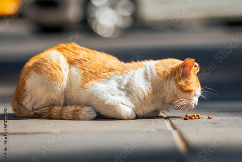 Canvas Print An adult ginger stray cat eating food in the street