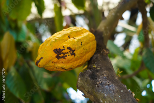 Ripe yellow cocoa hang from the branches, a harbinger of chocolate to come photo