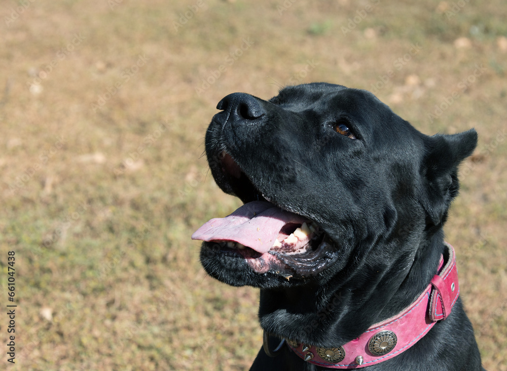 Portrait of an Italian Mastiff Cane Corso. Black and white Italian Mastiff Cane Corso outdoors. Walking training on a level paddock. Large breed of Roman gladiator dogs. The oldest dog breed Portrait of an Italian Mastiff Cane Corso. Black and white Italian Mastiff Cane Corso outdoors. Walking training on a level paddock. Large breed of Roman gladiator dogs. The oldest dog breed