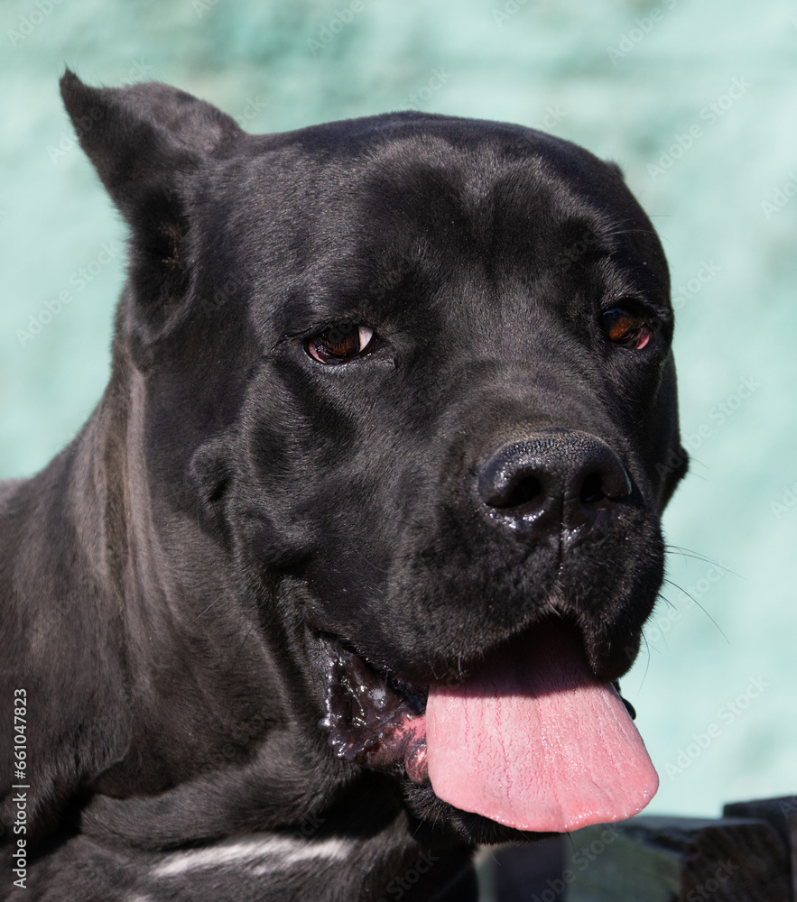 Portrait of an Italian Mastiff Cane Corso. Black and white Italian Mastiff Cane Corso outdoors. Walking training on a level paddock. Large breed of Roman gladiator dogs. The oldest dog breed Portrait of an Italian Mastiff Cane Corso. Black and white Italian Mastiff Cane Corso outdoors. Walking training on a level paddock. Large breed of Roman gladiator dogs. The oldest dog breed