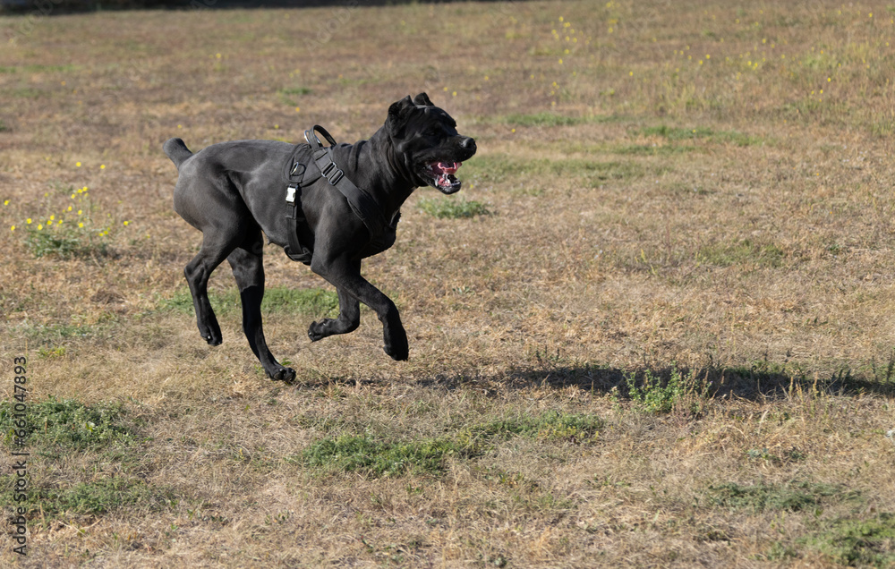 Portrait of an Italian Mastiff Cane Corso. Black and white Italian Mastiff Cane Corso outdoors. Walking training on a level paddock. Large breed of Roman gladiator dogs. The oldest dog breed