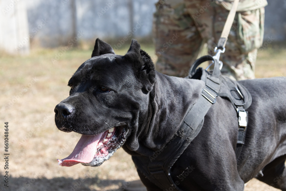 Portrait of an Italian Mastiff Cane Corso. Black and white Italian Mastiff Cane Corso outdoors. Walking training on a level paddock. Large breed of Roman gladiator dogs. The oldest dog breed Portrait of an Italian Mastiff Cane Corso. Black and white Italian Mastiff Cane Corso outdoors. Walking training on a level paddock. Large breed of Roman gladiator dogs. The oldest dog breed