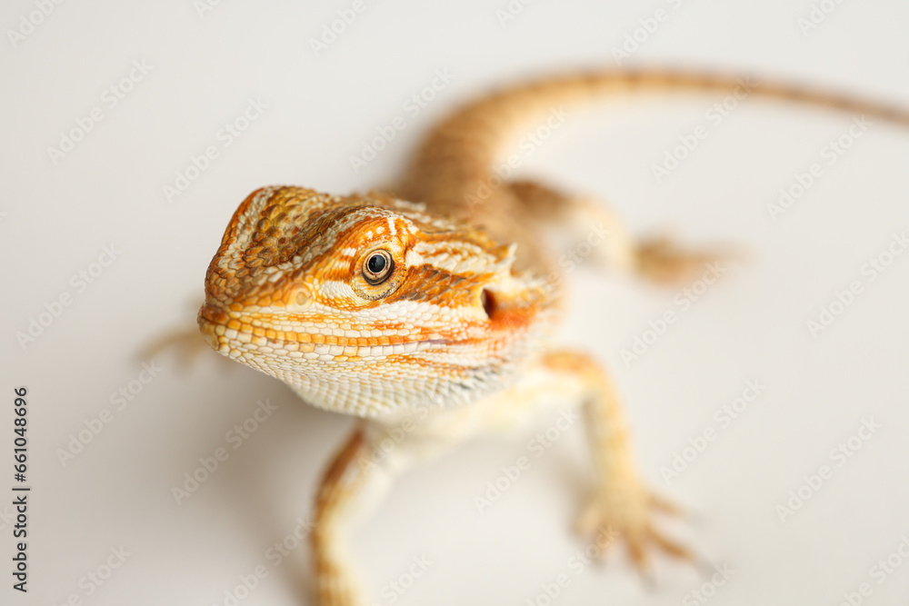 Naklejka premium Bearded dragon, pogona vitticeps, isolated on white background, Tiger Pattern Morphs. Professional studio macro photography on isolated white background