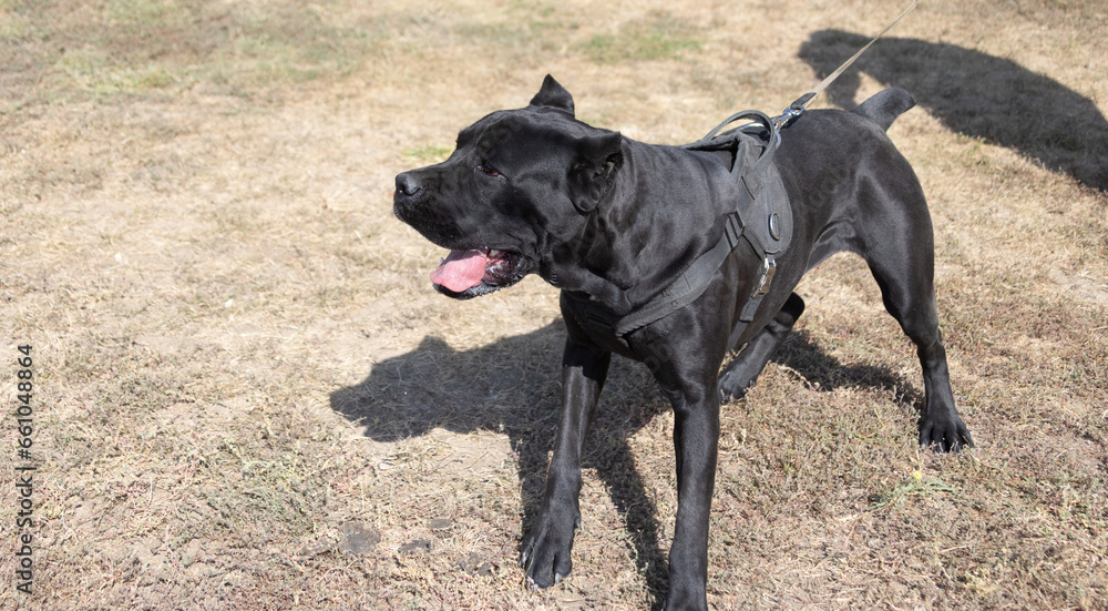 Portrait of an Italian Mastiff Cane Corso. Black and white Italian Mastiff Cane Corso outdoors. Walking training on a level paddock. Large breed of Roman gladiator dogs. The oldest dog breed