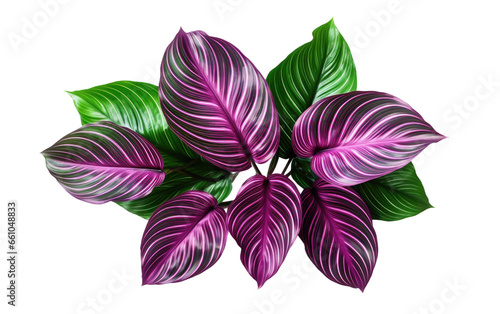 Exotic Tropical Leaf The Enchanting Foliage of Calathea Plants Isolated on a Transparent Background PNG.