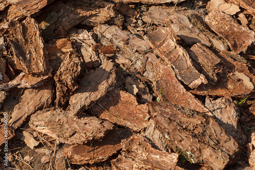 Dry tree bark texture