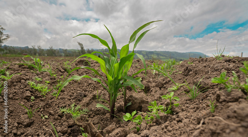 small green corn plant in the middle of a newly planted field on a cloudy day