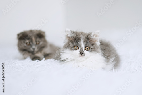 Two little kittens on a white blanket. Kitty three months 