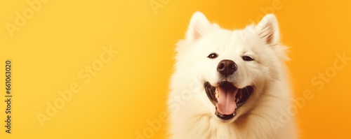 Happy white fluffy dog isolated on bright yellow background. Banner with beautiful smiling pet. Samoyed or husky breed. Space for text, copy space photo