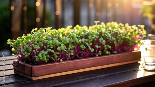 Tray with Microgreens on a modern wooden terrace. © Pro Hi-Res