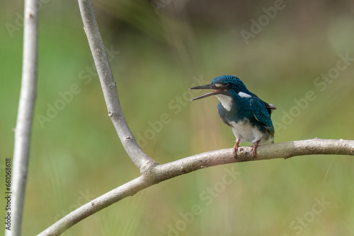A little blue kingfisher chick is learning and perched by surveying its surroundings to hunt and find prey to eat © Totok kazpe