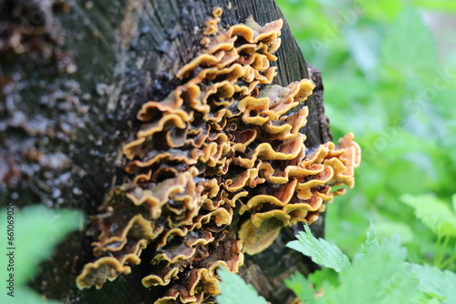 edible chicken of the woods fungi growing on a dead tree stump
